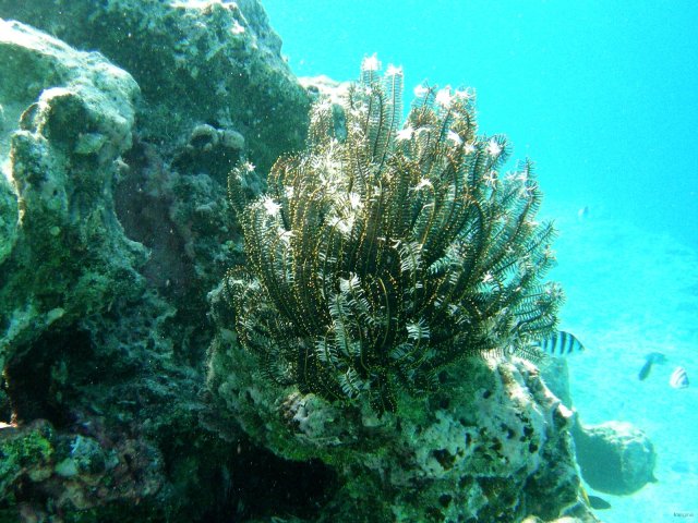 46- Corail en formation 